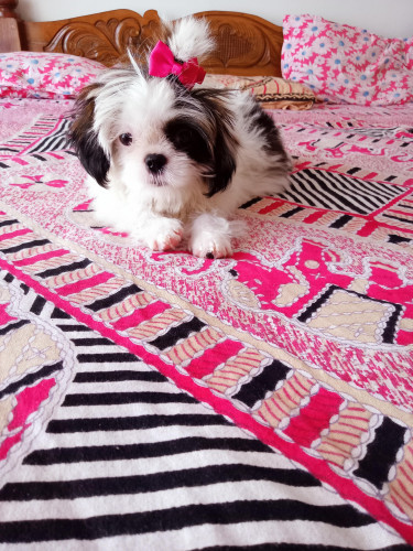 Puppy for Sale