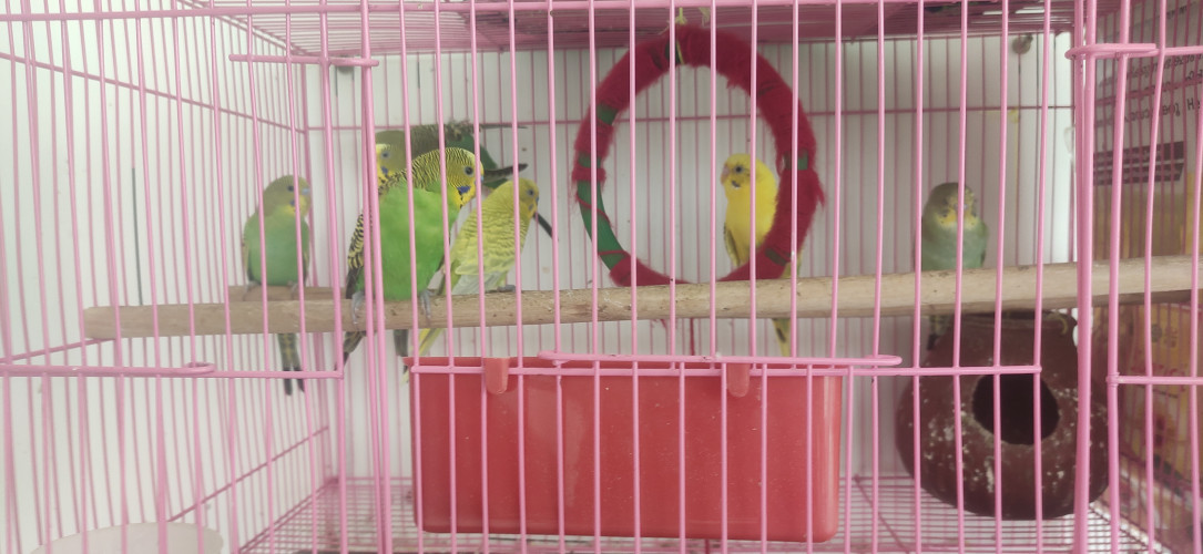 Love Birds