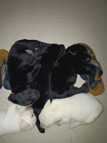 Labs, pure