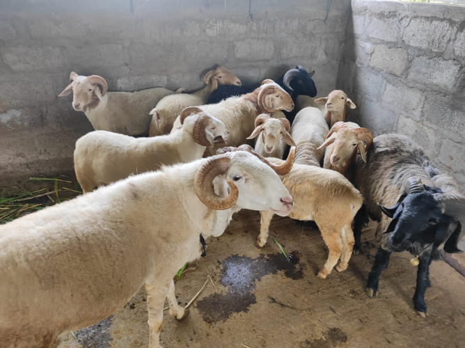 Sheep