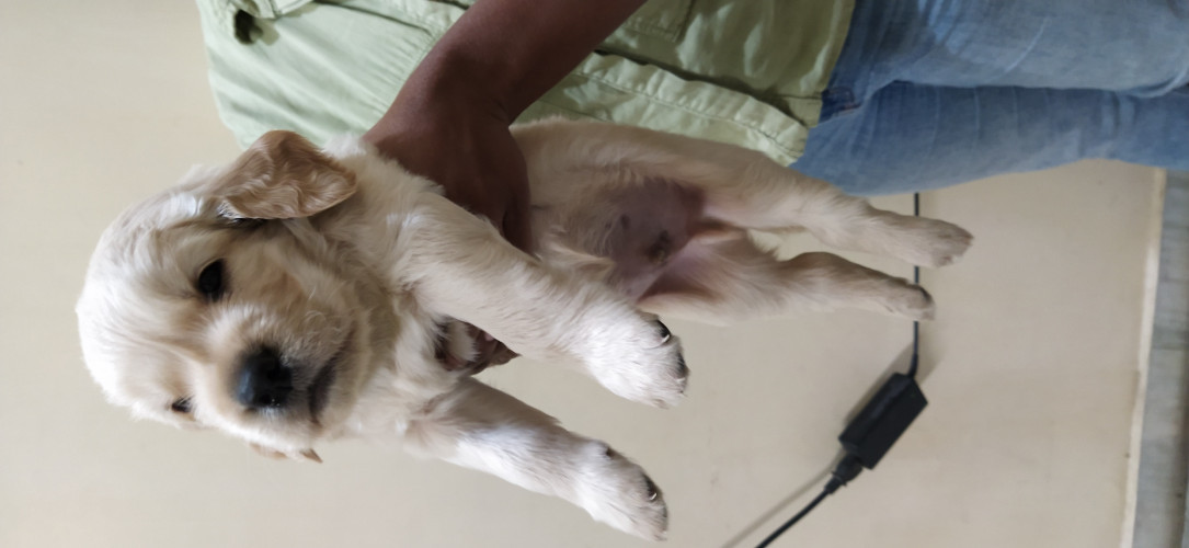 Golden retriever