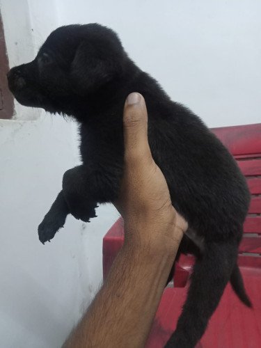 Labrador male puppies