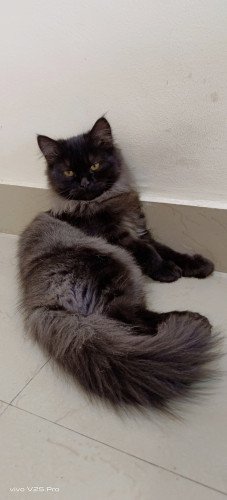 Persian kitten