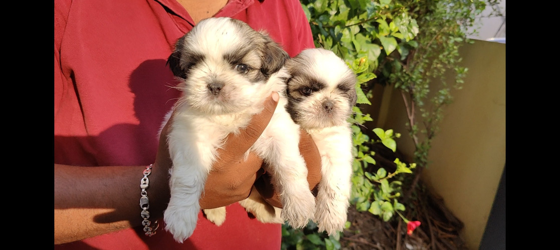 Shih Tzu heavy bone