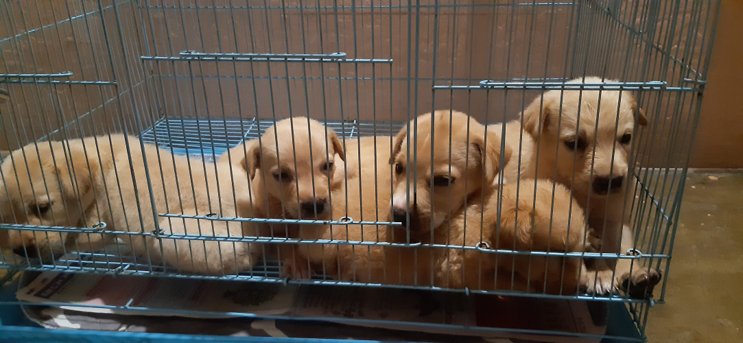 Labrator puppies