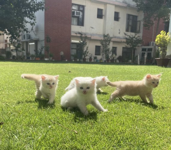 Persian kittens!!