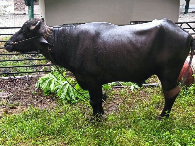 5 Buffaloes for Sale