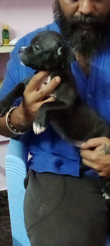 Dogs