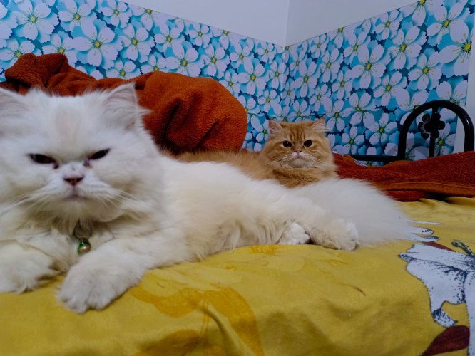 Persian cats