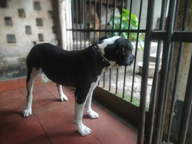 Pitbull