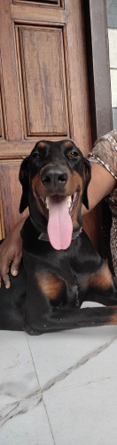 European Doberman
