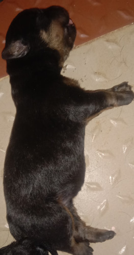 Sell puppy
