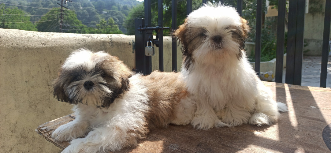 Shih Tzu