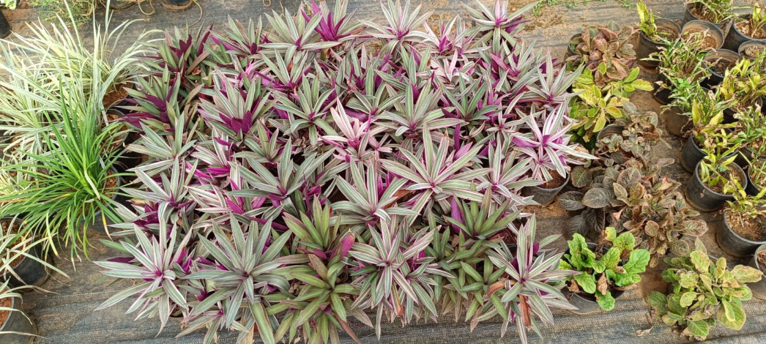 Garden Nursery near Iritty, Kannur