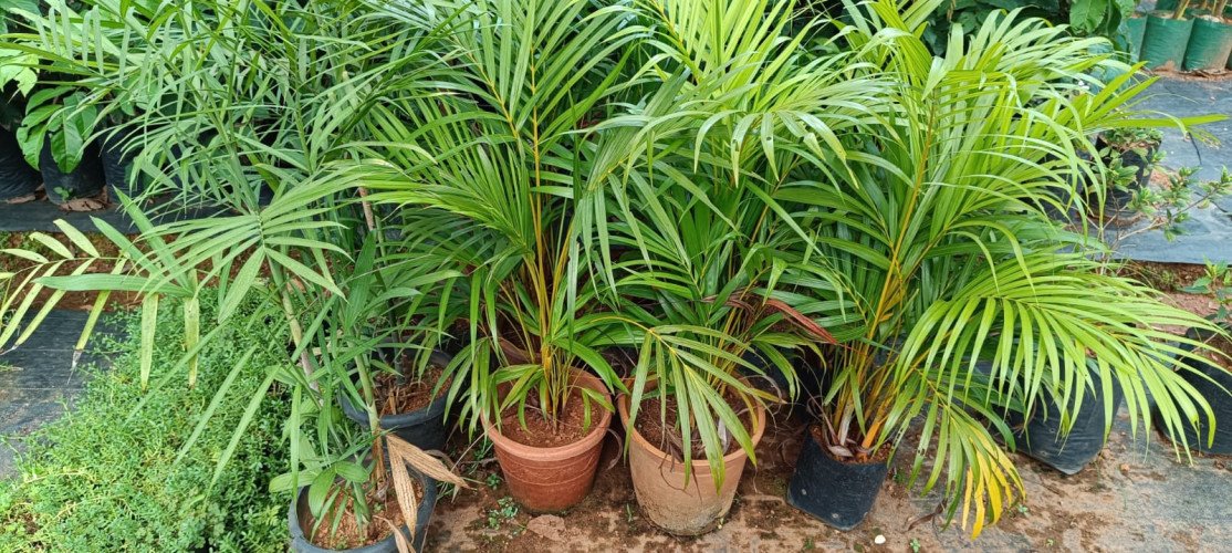 Plant Pot Dealers in Iritty, Kannur