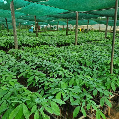 Rubber Nursery in Iritty, Kannur