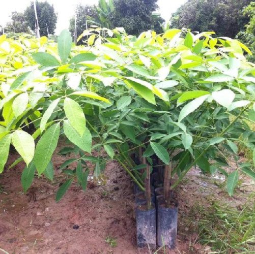 Rubber Nursery in Iritty, Kannur