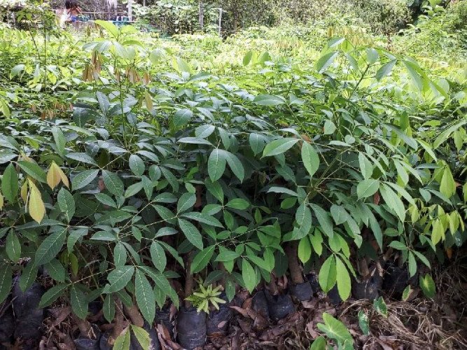 Rubber Nursery in Iritty, Kannur