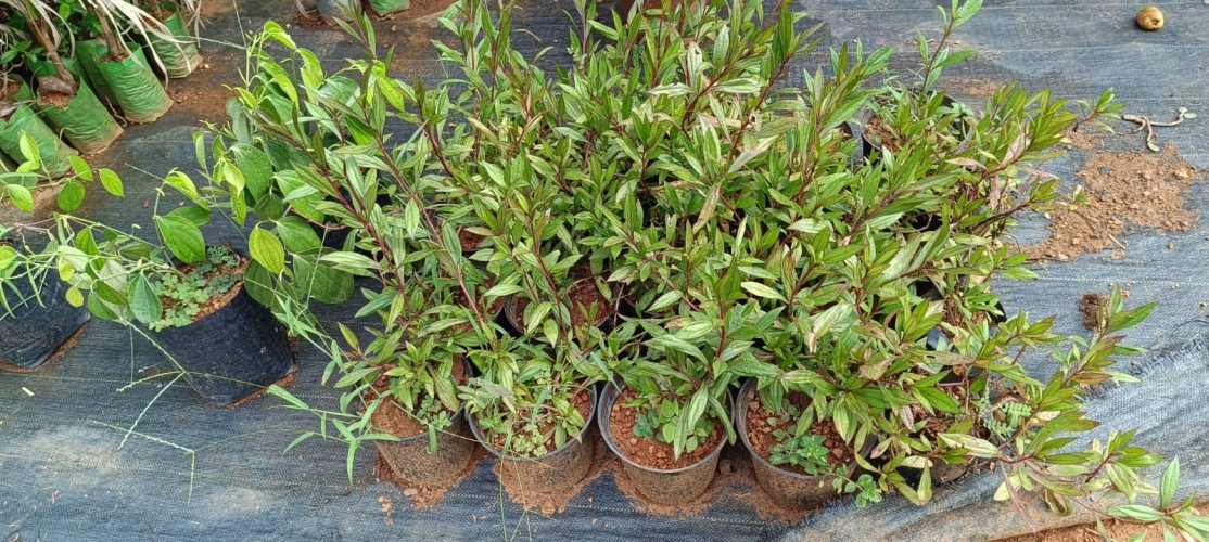 Indoor Plant Dealers in Iritty, Kannur