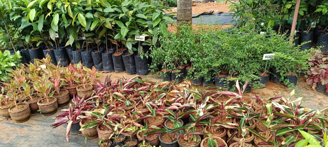 Indoor Plant Dealers in Iritty, Kannur