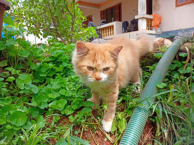 My kittens for sale..Mangalore near Hanumagiri