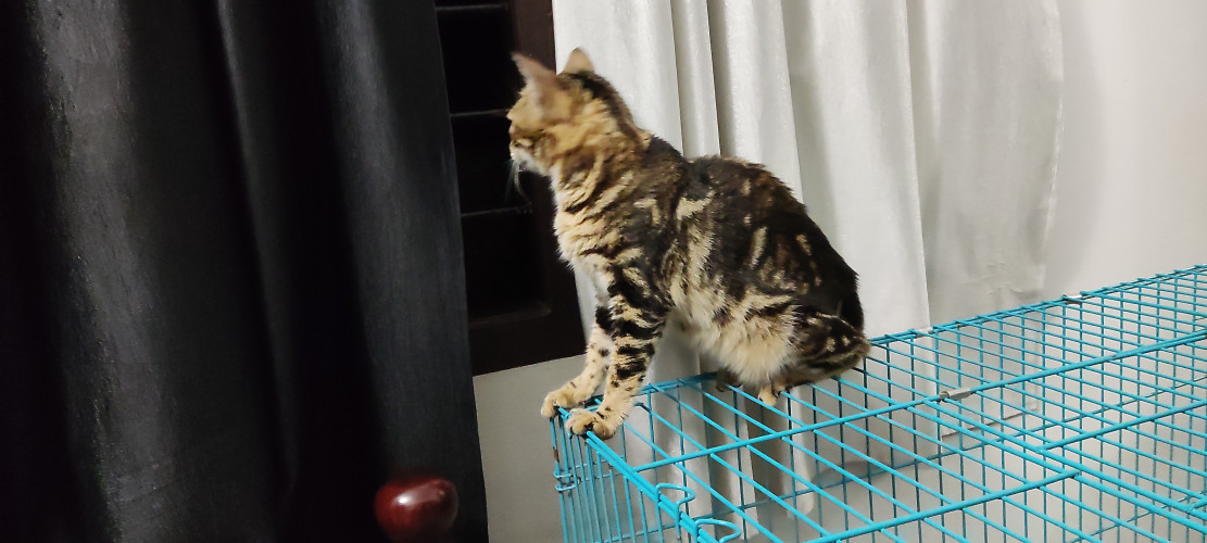 Bangal cat