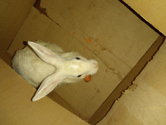 Rabbit