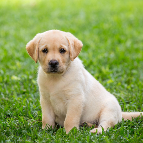 For LABRADOR PUPPIES AVAILABLE @DEHRADUN 9520195576
