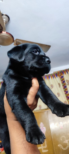 Lab