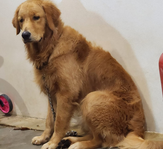 Golden retriever