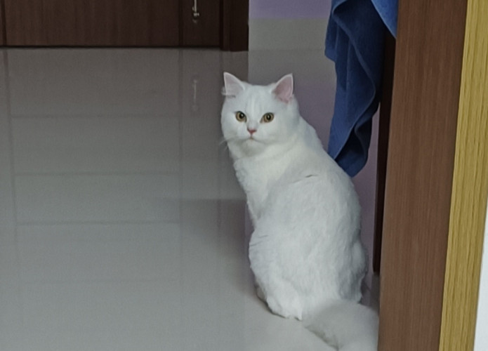 Persian cat