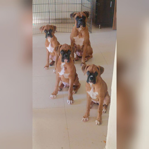 Boxer