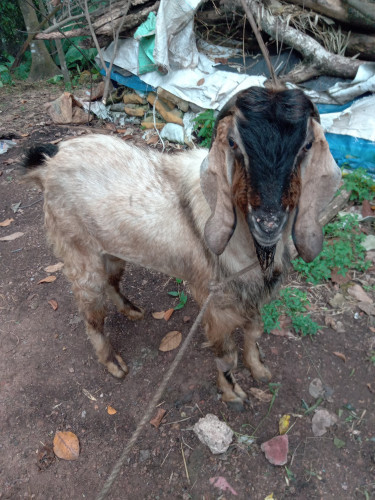 GOAT FOR SALES