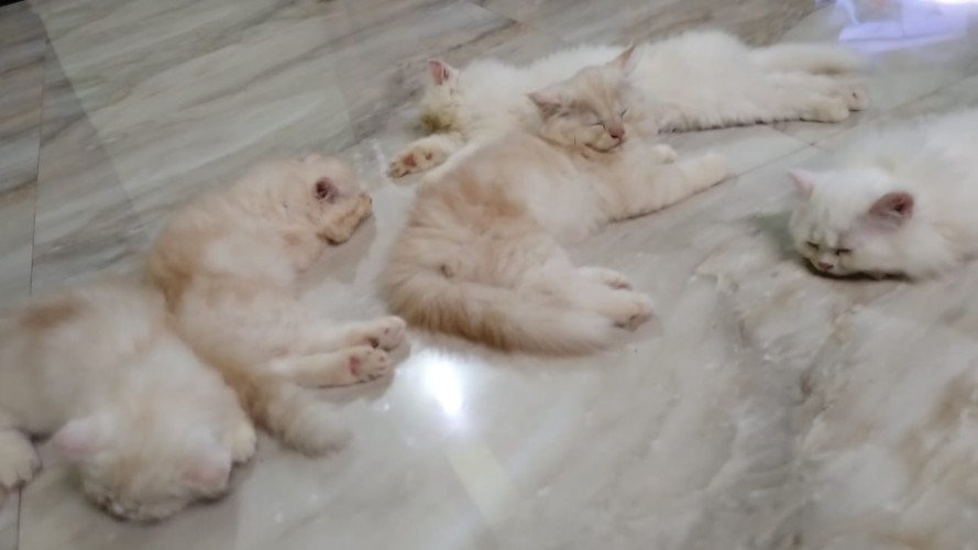 Persian Kittens