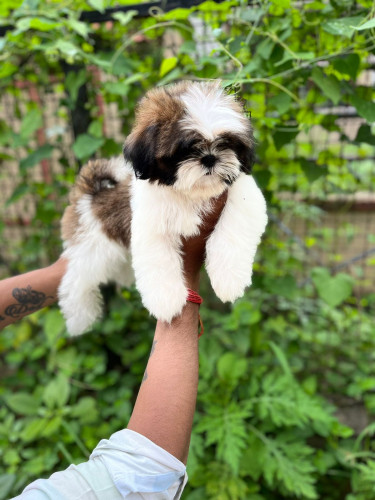 SIDZU PUPPIES