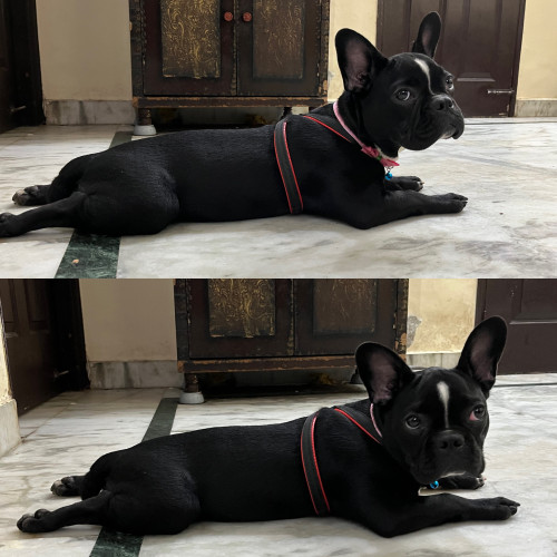 French bulldog