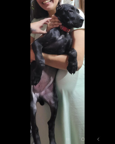 Maya the cane corso