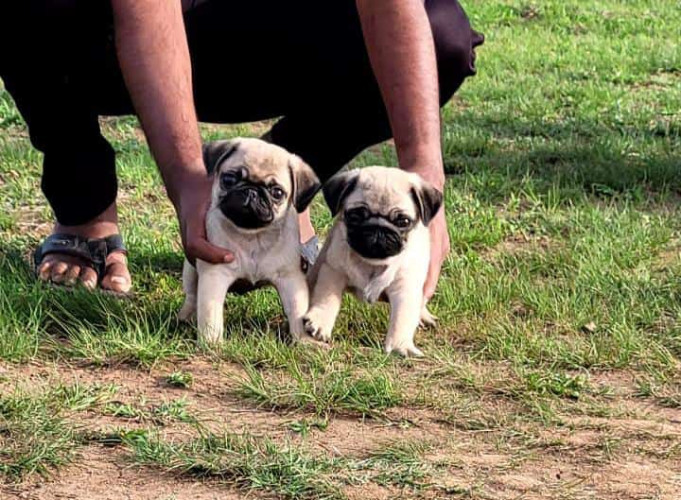 Pug