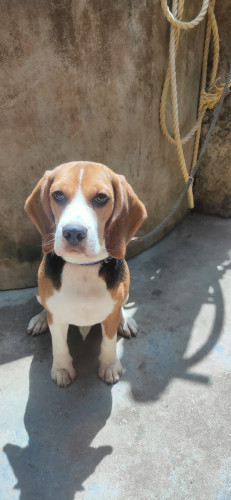 Beagle