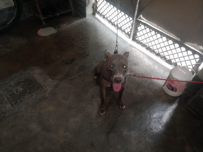 American pitbull