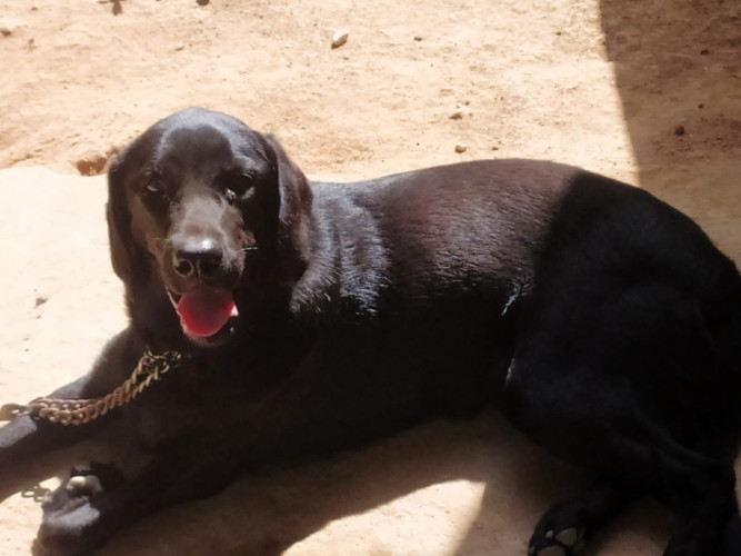 Lab female