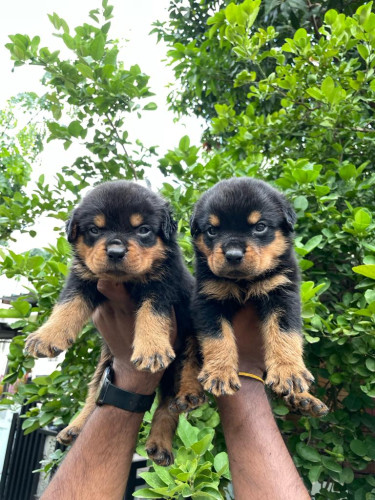 Rottweiler