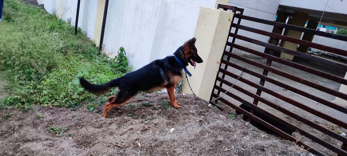 German shepherd dog