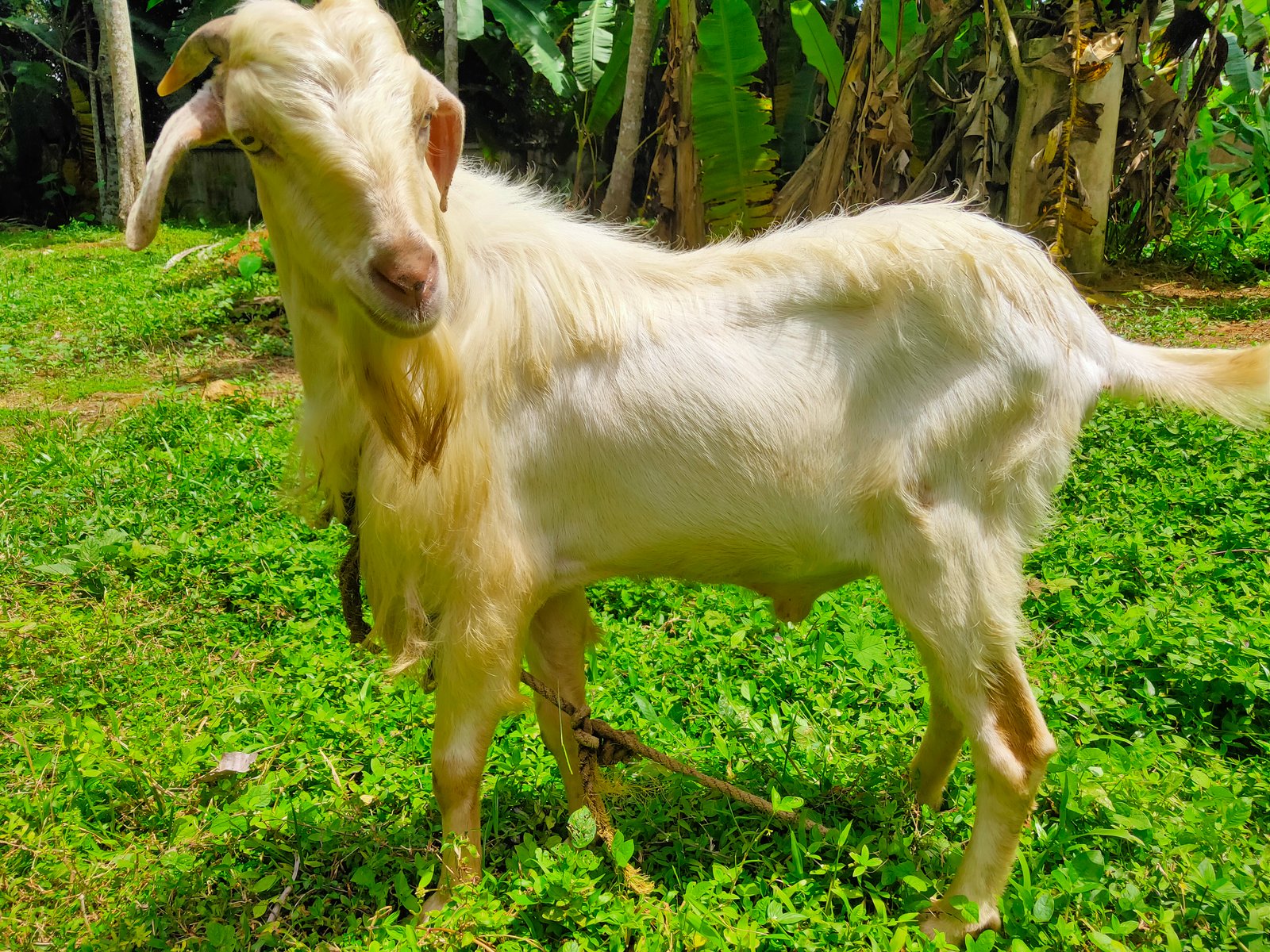 3-mature-or-fully-grown-goats-iid-733880