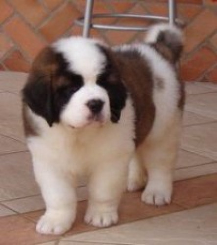 Dog shop home delivery
