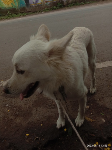 Pamelyan dog