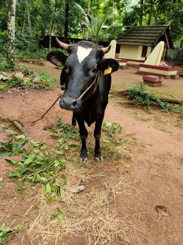 Bouvine cow