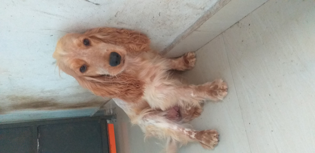 Dog for sale