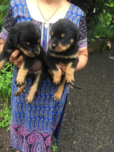 Rottweiler