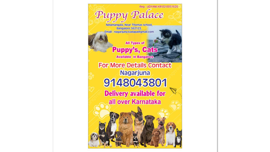 sidzu puppies